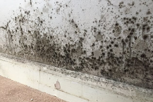 Identifying the Signs of Damp in Your Home